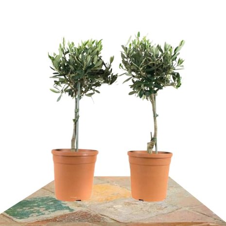 duo árbol olivo 50cm