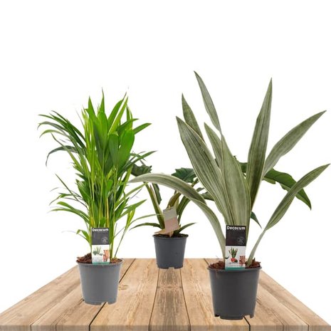 trio plantas aire limpio