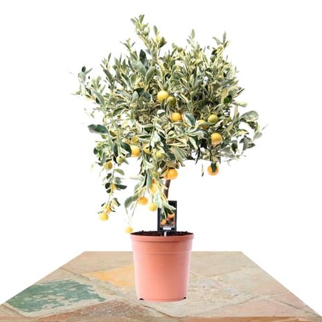 árbol cítrico variegata calamondina