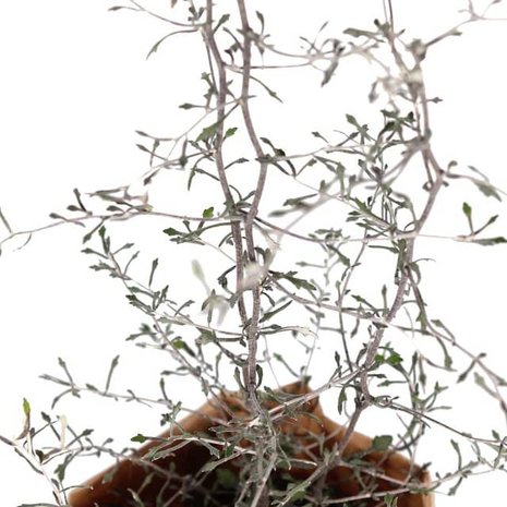 corokia cotoneaster hojas