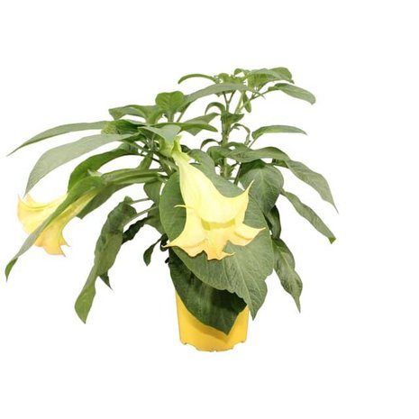 floripondio flor amarilla