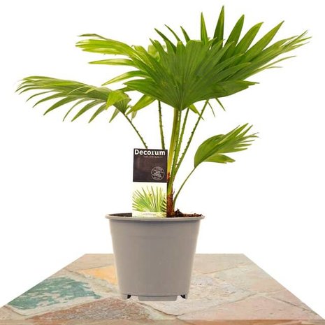 palmera livistona rotundifolia