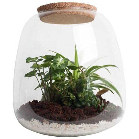 terrario de vidrio con plantas