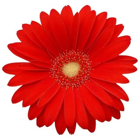 flor gerbera roja