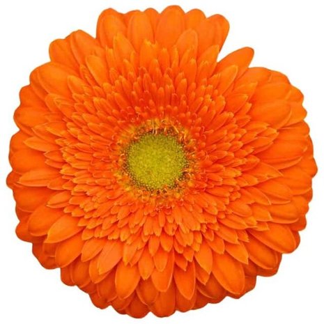 flor gerbera naranja