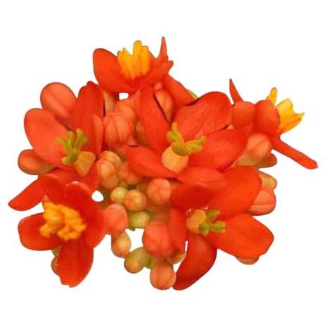 flor jatrofa