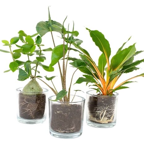 set plantas urban jungle