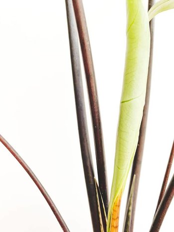 alocasia black stem hoja nueva