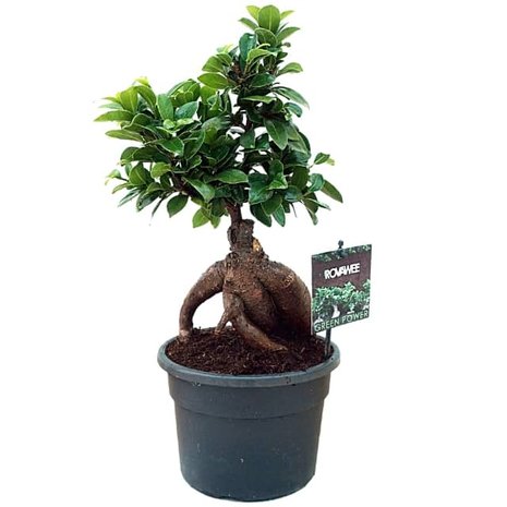 ficus ginseng bonsai