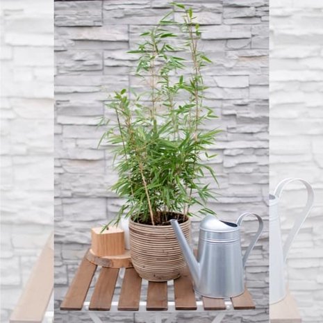 bambú 60cm (fargesia rufa)
