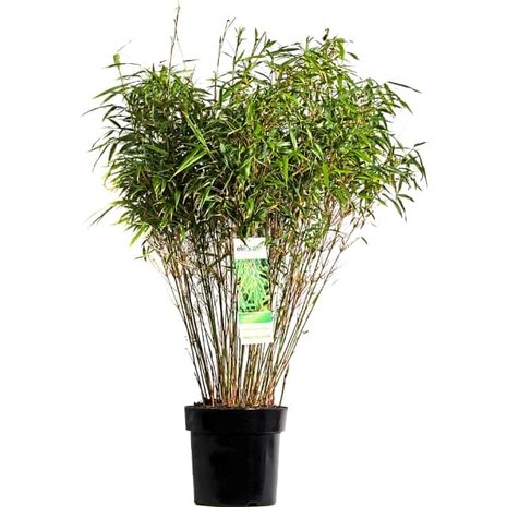 fargesia rufa 80cm (bambú)