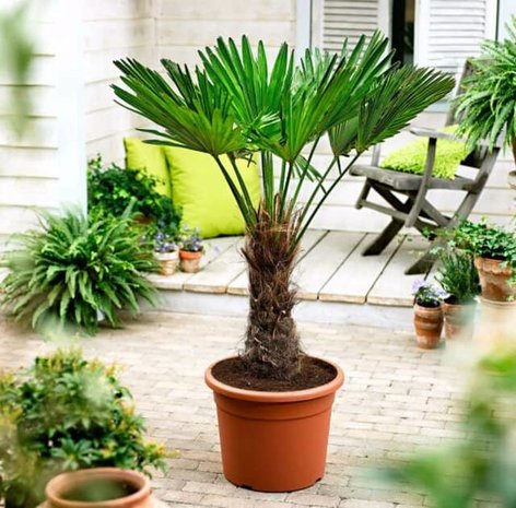 palmera trachycarpus fortuneii 50m