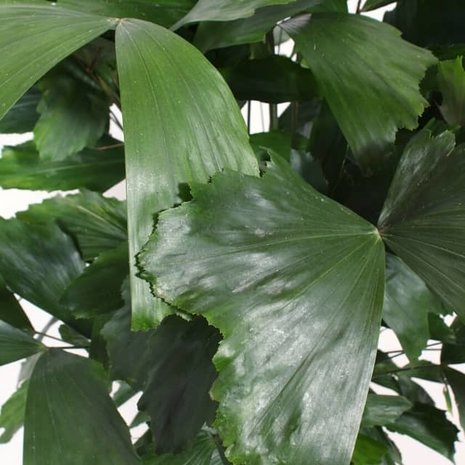 hojas palmera caryota mitis