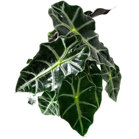hojas alocasia polly