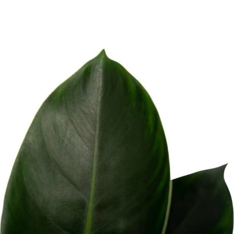 hojas filodendro congo verde