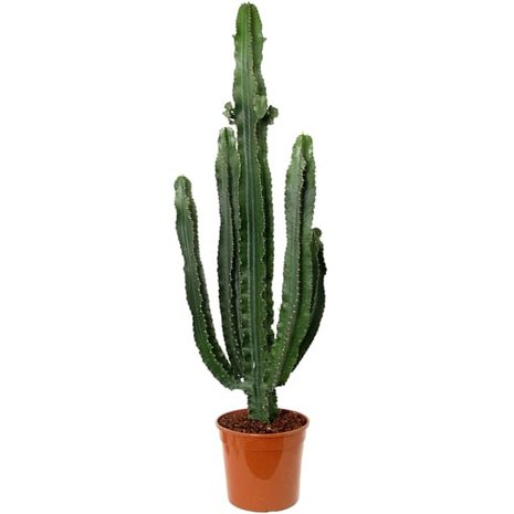 cactus euphorbia eritrea 110cm