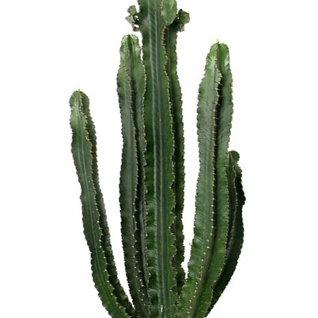 euphorbia eritrea 110cm