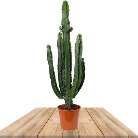 cactus euphorbia eritrea 110cm