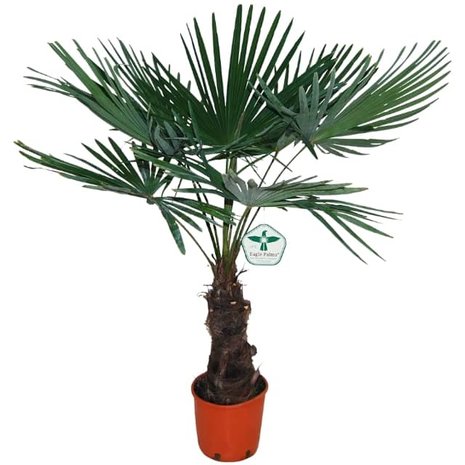 palmera trachycarpus fortuneii