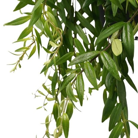 hojas esquenanto (aeschynanthus japhrolepis)