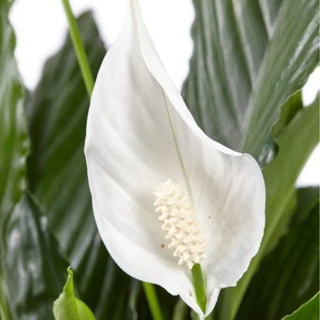 flor de spathiphyllum sweet lauretta
