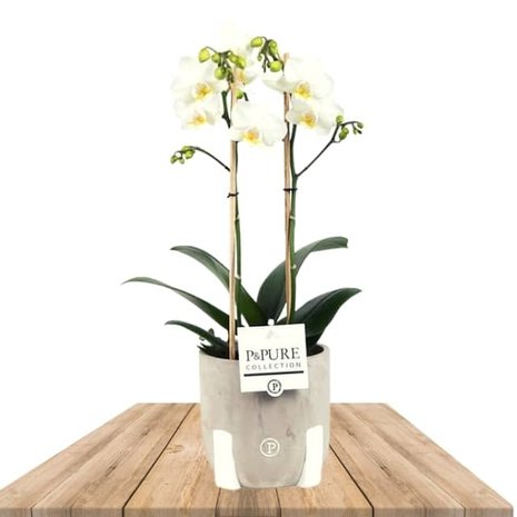 orquidea blanca en macetero