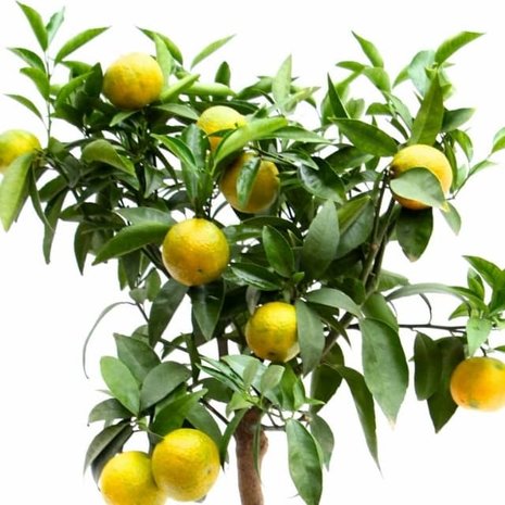 citrus clementina