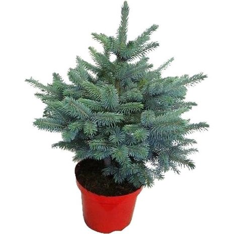 árbol de navidad picea pungens 50cm