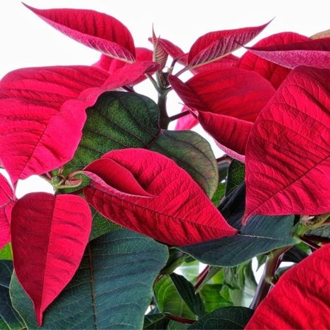 euphorbia pulcherrima roja