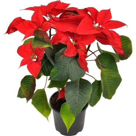 poinsettia de color rojo