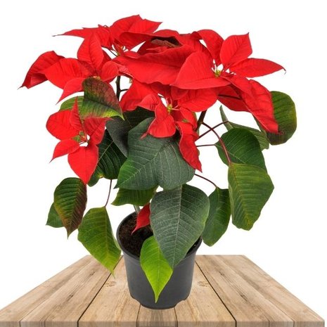 poinsettia roja