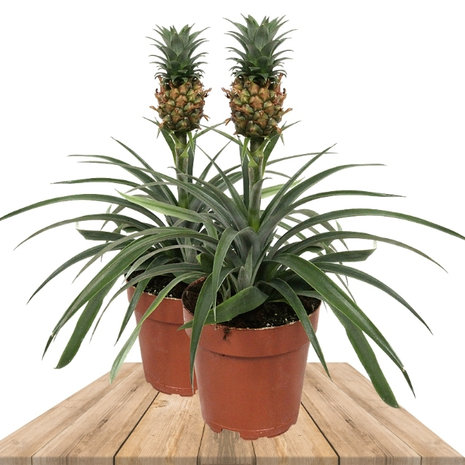 duo plantas piña