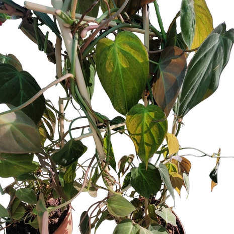 hojas philodendron scandens micans