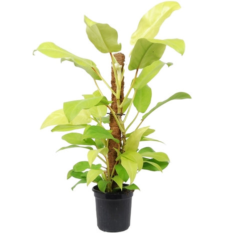 philodendron malay gold tutor