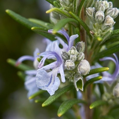 flores rosmarinus officinalis