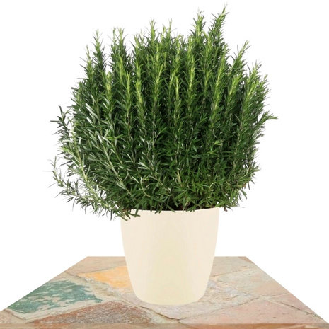 rosmarinus officinalis