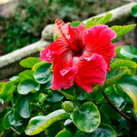 flor hibiscus rojo