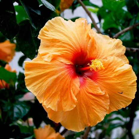 flor hibiscus naranja