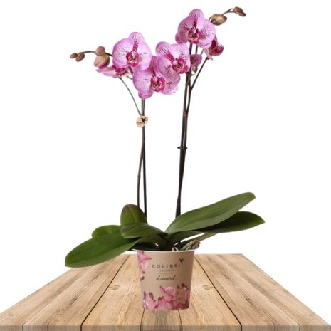 orquídea rosa maceta 12cm