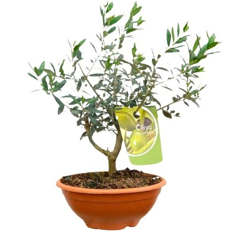 olivo prebonsai 40cm