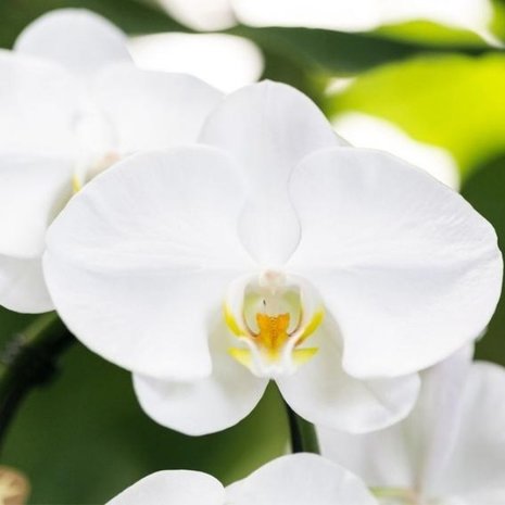 flor orquídea blanca cascada