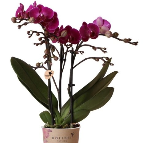 orquídea morada 40cm