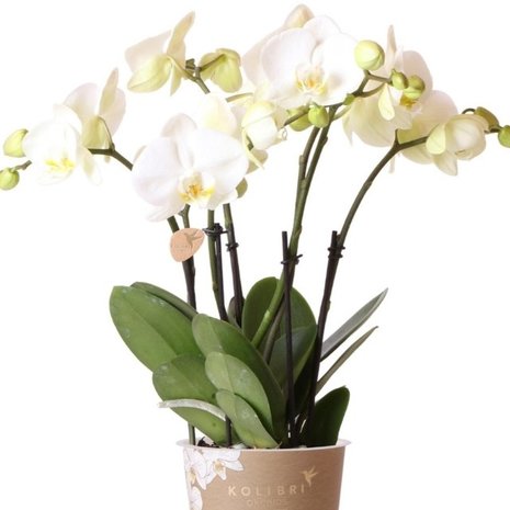 orquídea blanca 45cm