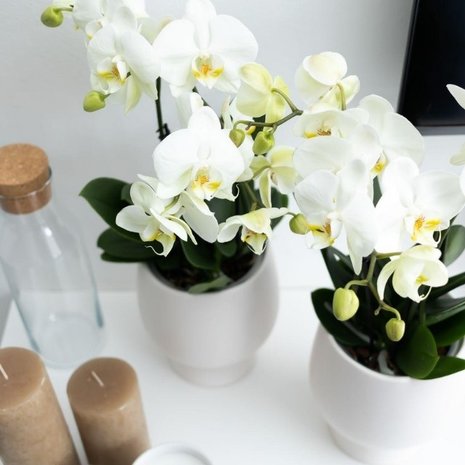 orquídea blanca deco