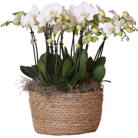 set orquídeas blancas