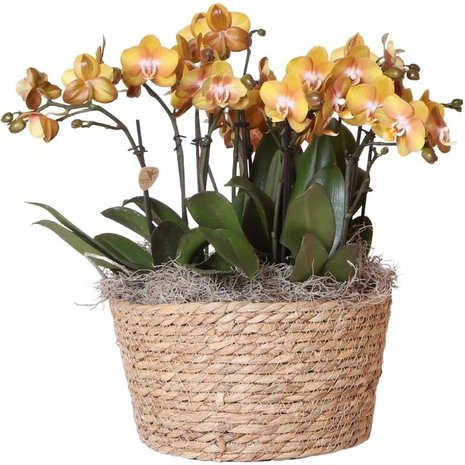 set orquídeas naranjas