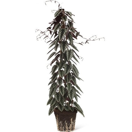 begonia trepadora (cissus)