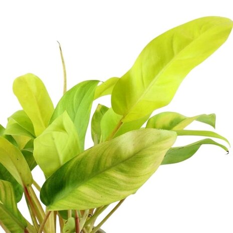 hojas philodendron malay gold