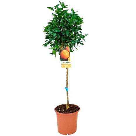 citrus sinensis copa 90cm