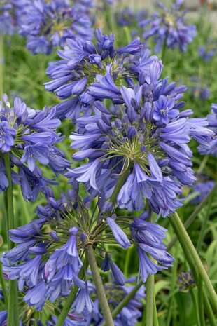 flores agapanthus azul